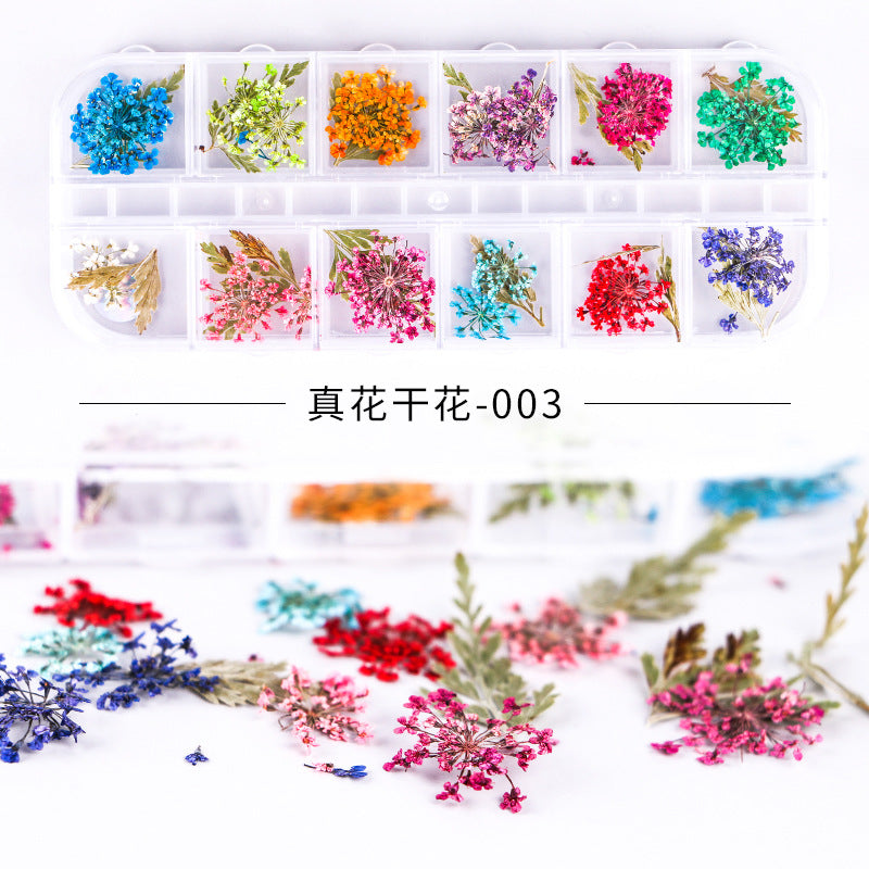 Cross-border new nail art dried flowers 12 grid long box hydrangea baby's breath small daisy immortal flower nail dried flowers