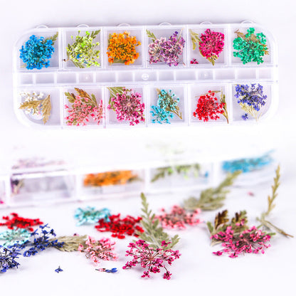 Cross-border new nail art dried flowers 12 grid long box hydrangea baby's breath small daisy immortal flower nail dried flowers