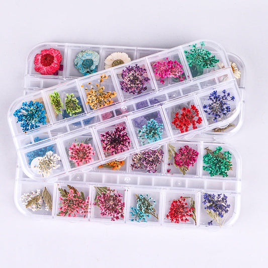 Cross-border new nail art dried flowers 12 grid long box hydrangea baby's breath small daisy immortal flower nail dried flowers