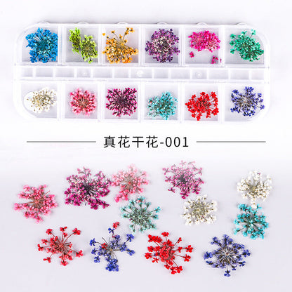 Cross-border new nail art dried flowers 12 grid long box hydrangea baby's breath small daisy immortal flower nail dried flowers